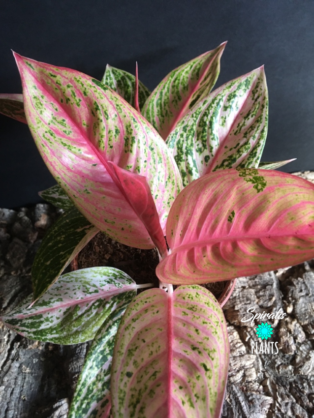 Aglaonema bidadari rare pink house plants aroid