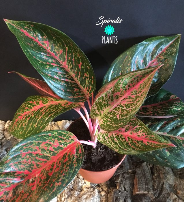 Agloanema red variegated indoor plant