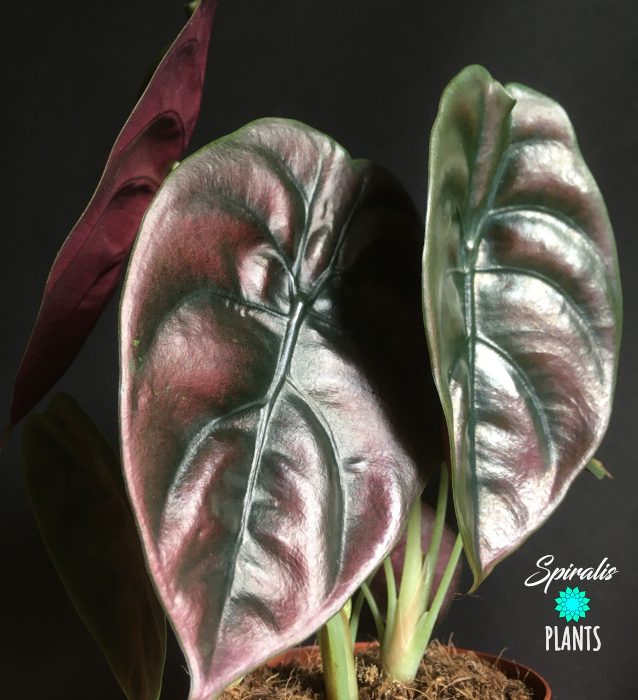 Alocasia cuprea Red Secret Jewel Rare Aroids Indoor Plants metallic