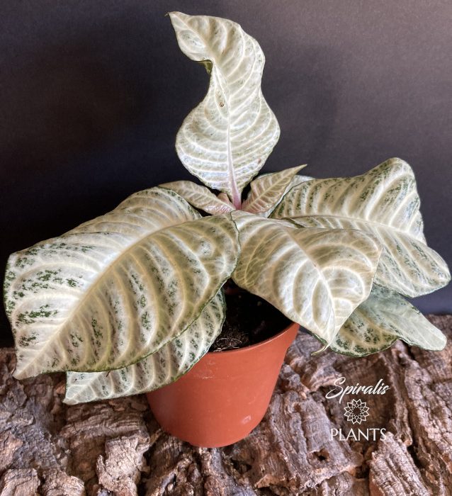 Aphelandra squarrosa White Wash indoor plant