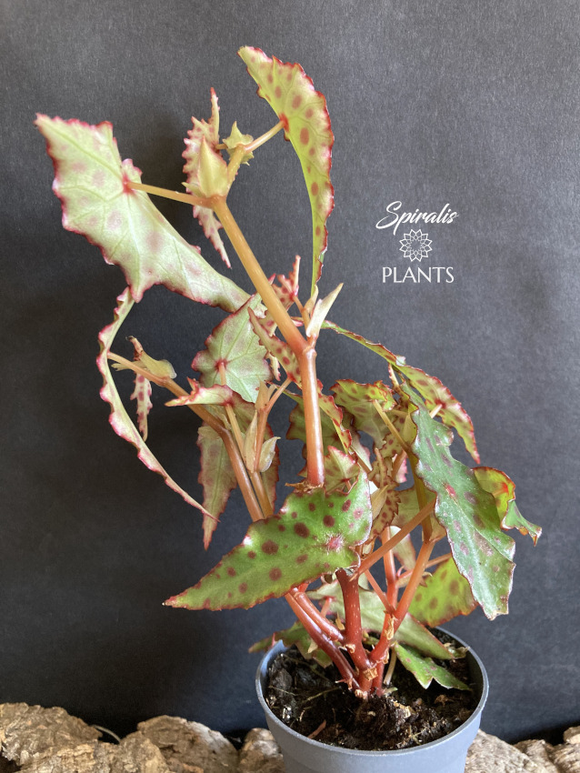 Begonia amphioxus rare terrarium plant tropical house plants cane