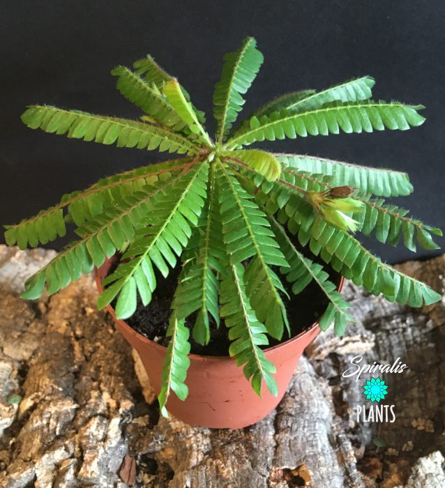 Biophytum sensitivum terrarium plant palm tree