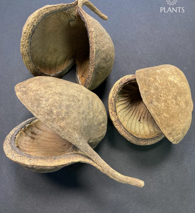 Buddha Nut Dried Seed Pods Natural Vivarium Hides