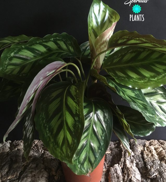 Calathea flamestar tropical house plant