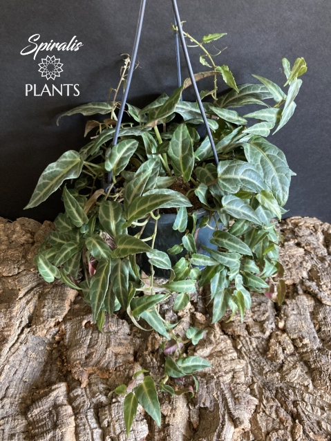 Cissus amazonica trailing tropical vine parthenocissus rare house plant