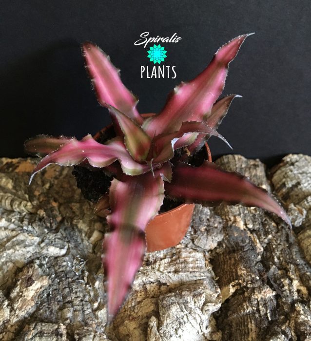 Cryptanthus red baby plants