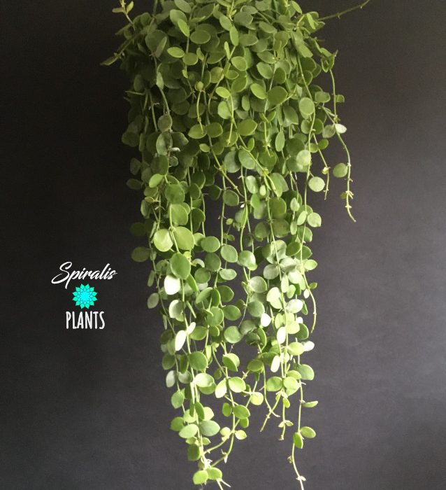 Dischidia nummularia string of nickels trailing hanging house plant