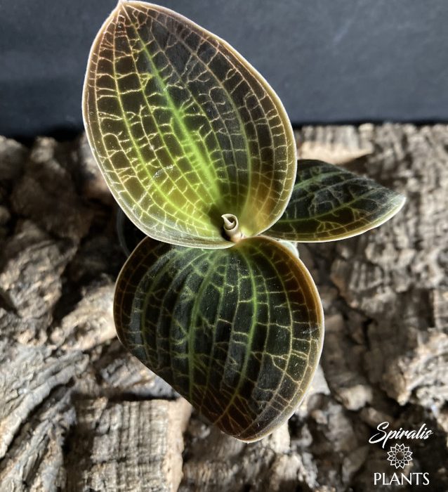 Dossinia marmorata Jewel Orchid