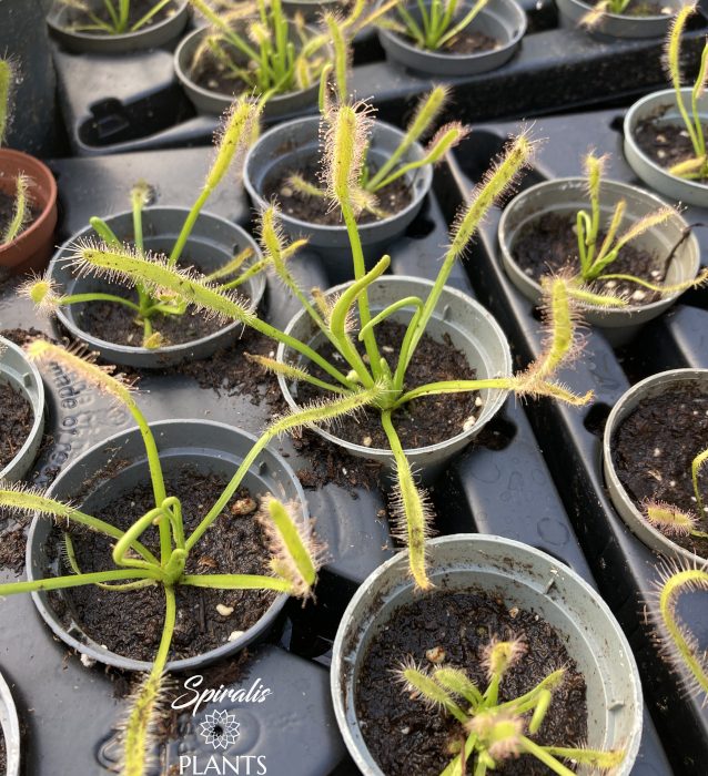 Drosera capensis Alba Cape Sundew Carnivorous plant