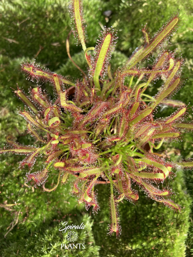 Drosera capensis red Cape Sundew Carnivorous Plant