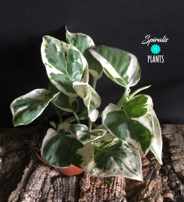 Epipremnum Pearls & Jade trailing house plant indoor aroid variegated pothos