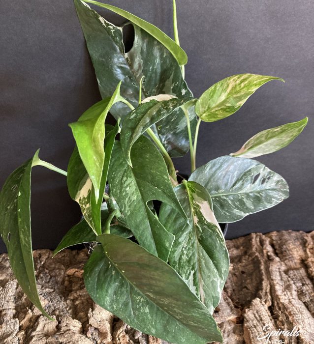 Epipremnum pinnatum variegata white variegated devils ivy pothos rare aroids