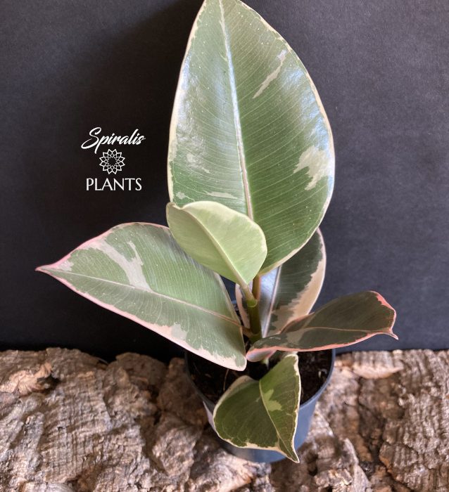 Ficus elastica Tinke variegated rubber baby plant