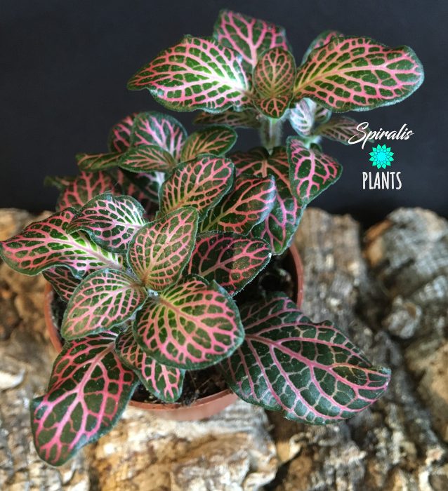Fittonia baby plant Pink Nerve Plant