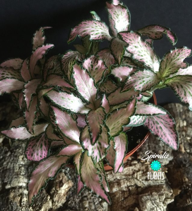 Fittonia forest flame pink nerve plant