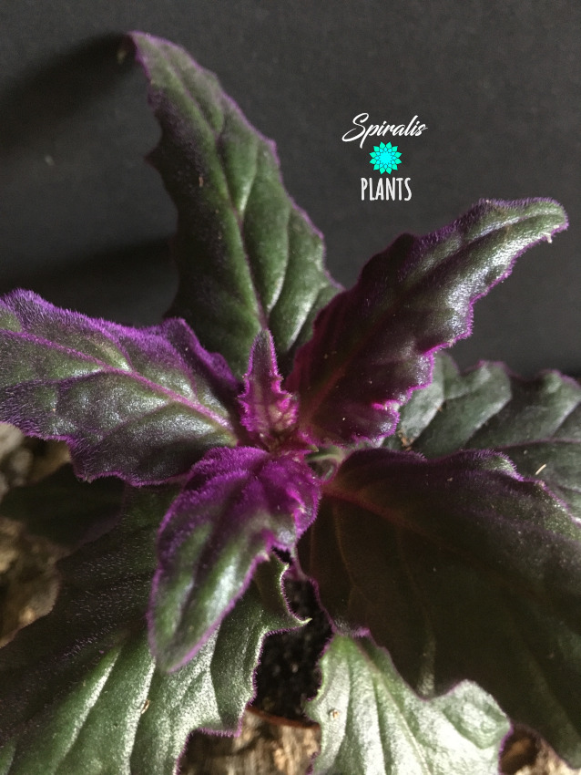 Gynura aurantiaca purple passoin plant