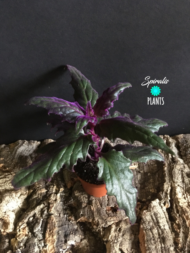 Gynura aurantiaca purple velvet plant