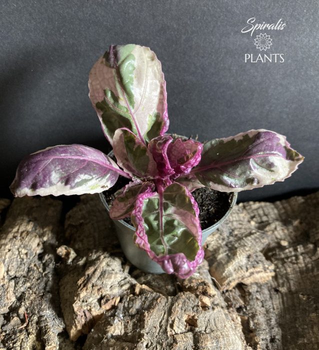 Hemigraphis alternata Snow White variegated purple waffle plant