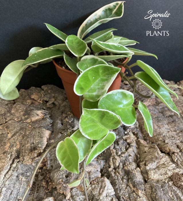 Hoya carnosa Krimson Queen variegated trailing house plant easy