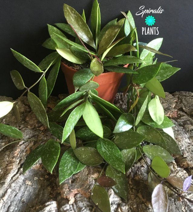 Hoya gracilis climbing flowering scented house plant