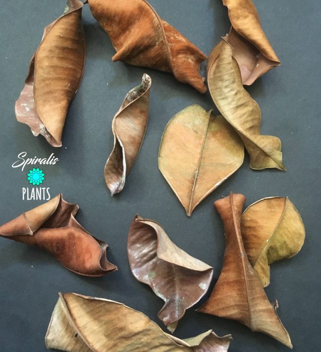 Kiri Palu Leaves Natural Terrarium Decor Leaf Litter