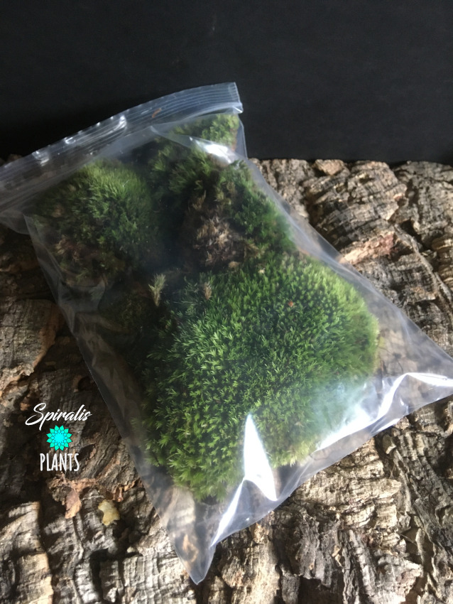 Leucobryum glaucum live pincushion pillow bun moss for terrariums