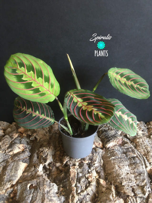 Maranta erythrophylla tricolour fascinator prayer plant