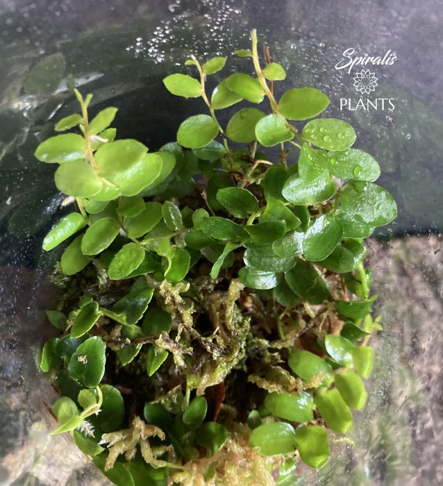 Marcgravia sp small green form climbing rare terrarium shingling plant