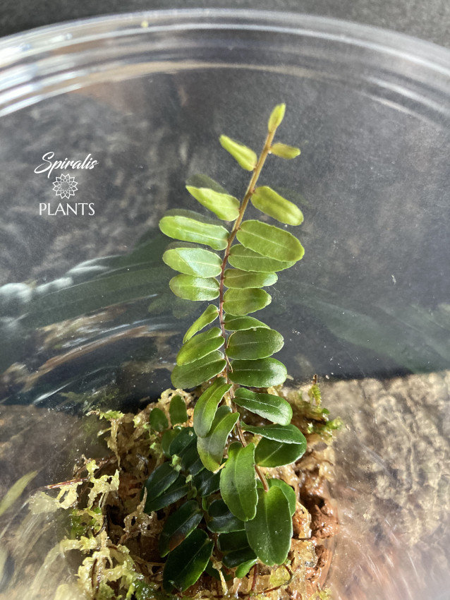 Marcgravia sp surinam rare vivarium shingling plant