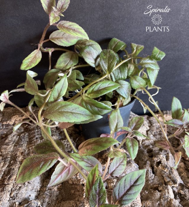 Paradrymonia campostyla rare terrarium plant gesneriad