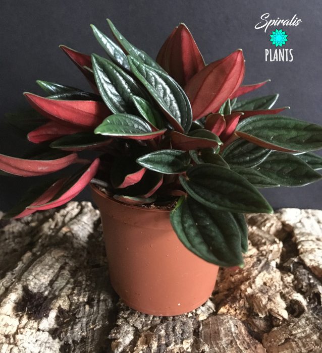 Peperomia caperata rosso tropical house plant succulent