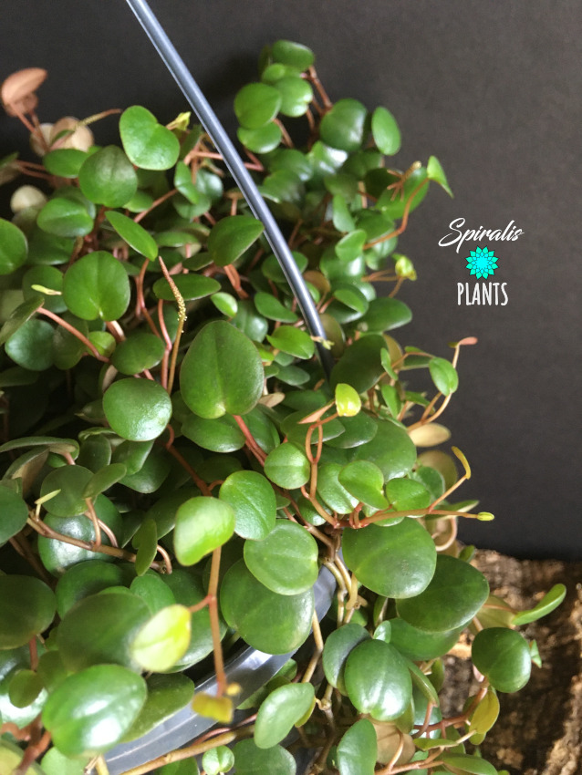 Peperomia 'Pepperspot' UK • Spiralis Plants • Online House