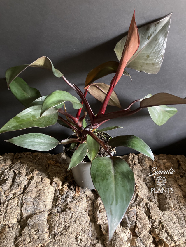 Philodendron New Red Cherry aroid house plant