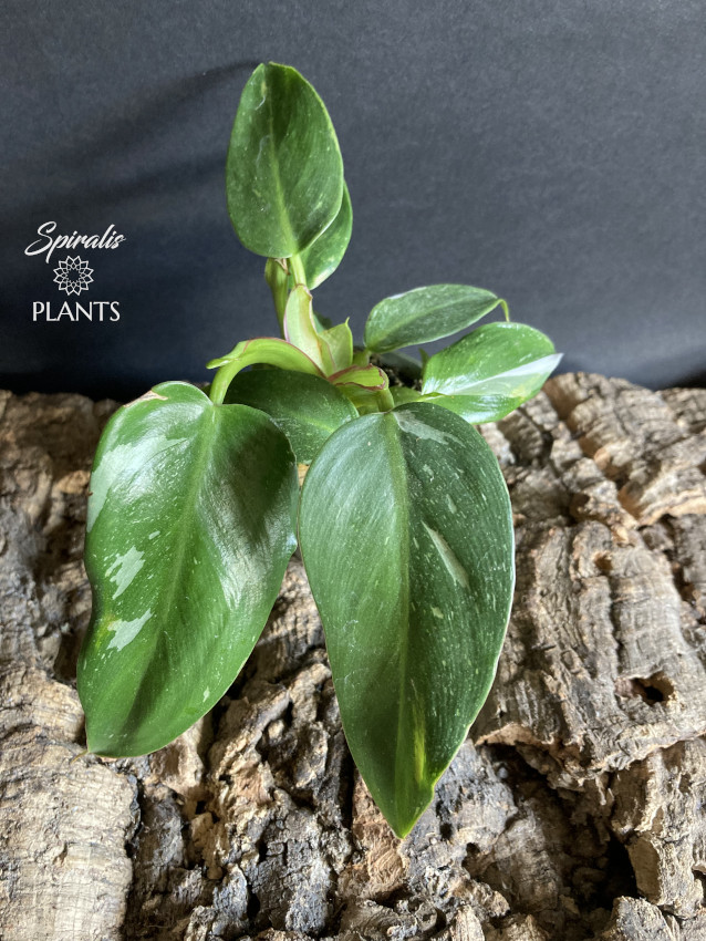 Philodendron White Princess variegated rare aroid