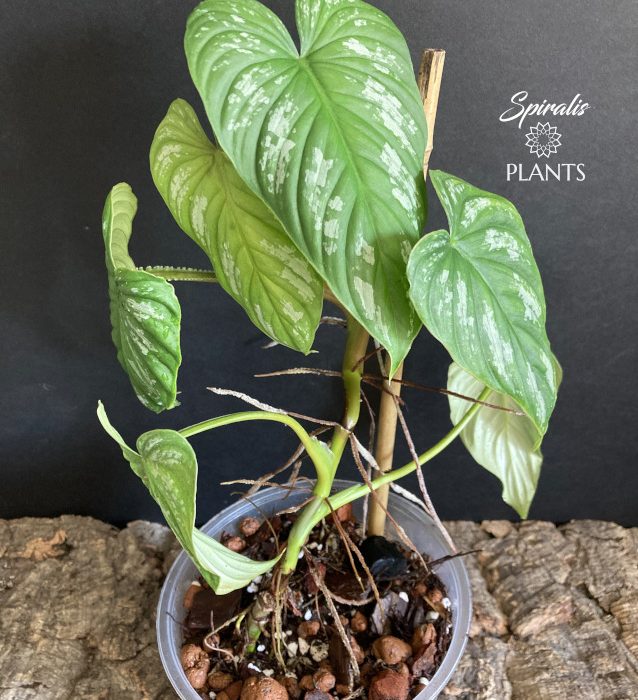 Philodendron mamei rare aroid silver cloud variegated indoor plants