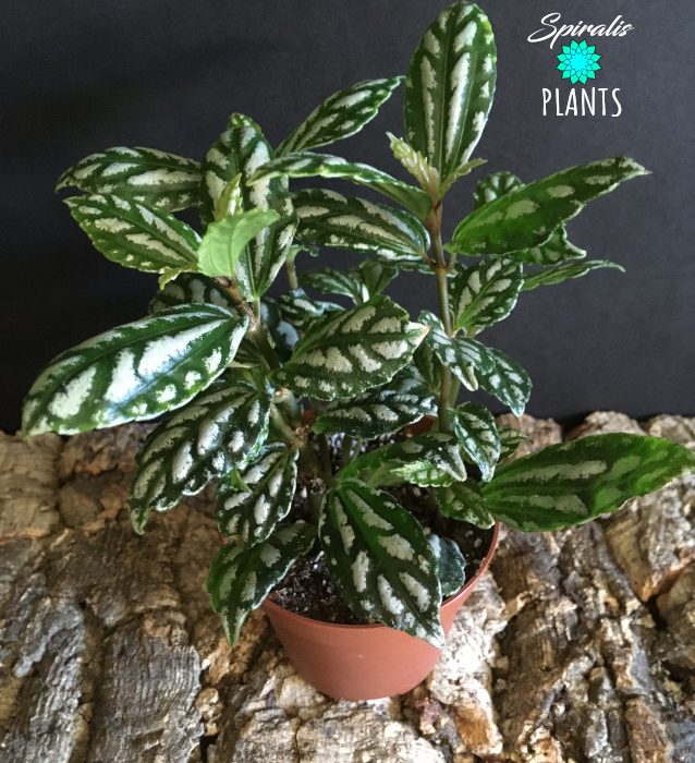 Pilea cadierei variegated tropical plant