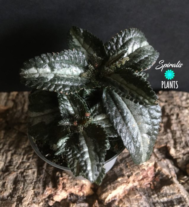 Pilea involucrata bronze small house terrarium black silver plant