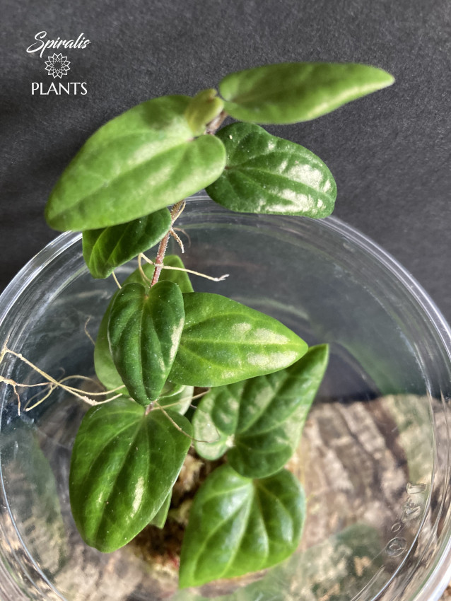 Piper aff ribesoides rare terrarium climbing plant