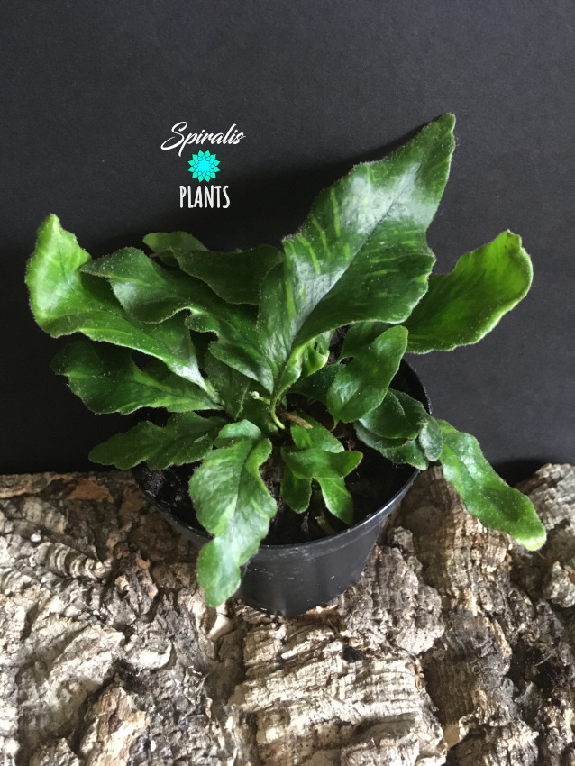 Pyrossia lingua variegata rare variegated fern terrarium plant