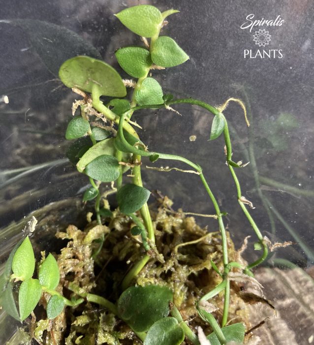 Rhaphidophora hayi shingling vine rare terrarium plant