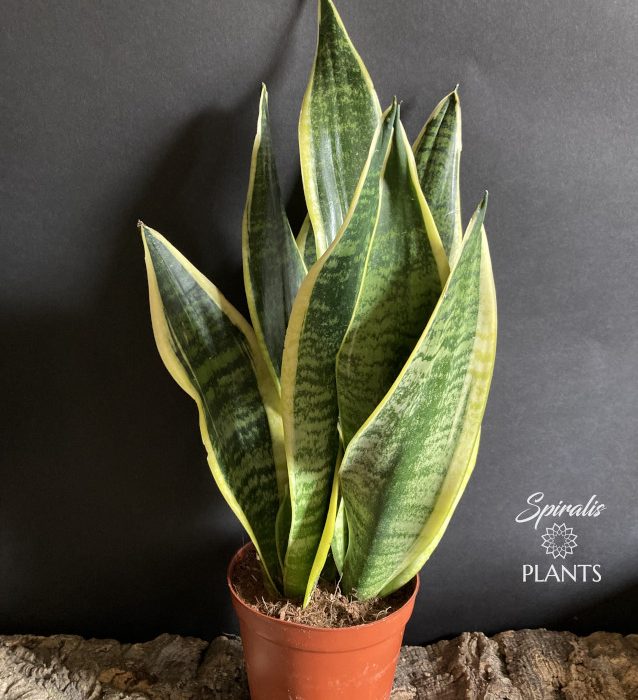 Sansevieria trifasciata laurentii Snake Plant Mother in Laws tongue