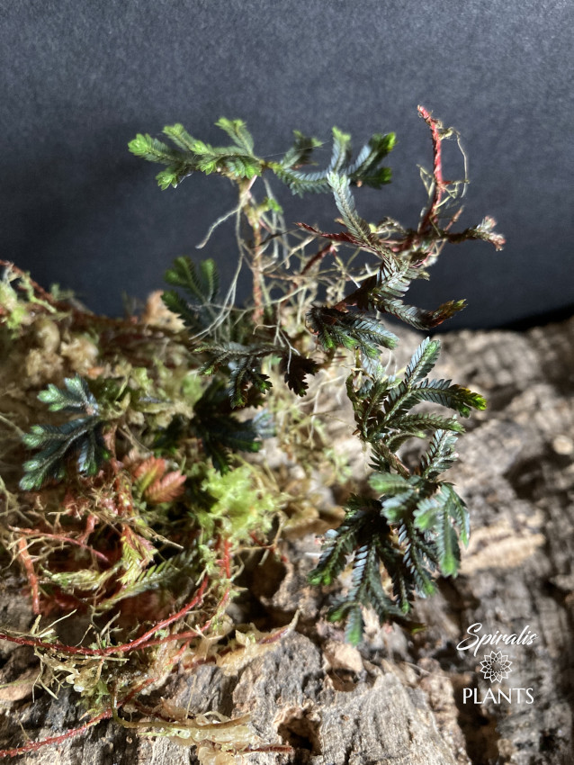 Selaginella erythropus red black spikemoss rare terrarium plants