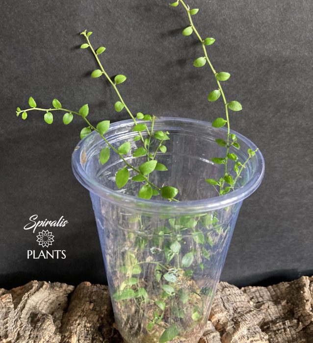 Solanum evolulifolium green form rare climbing tropical terrarium plant