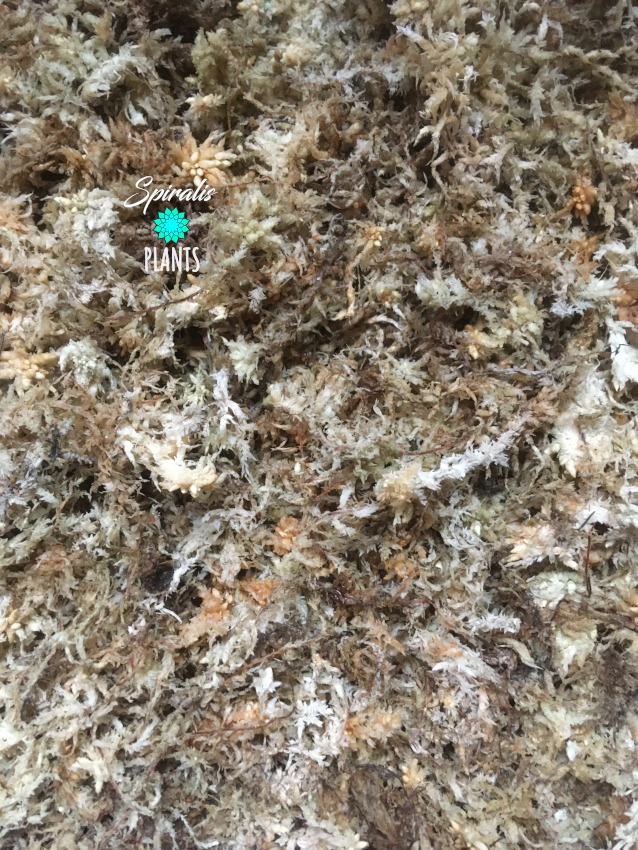 Sphagnum moss long fibre plants propagation