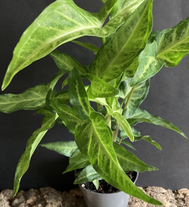 Syngonium angustatum rare aroid tropical house plants