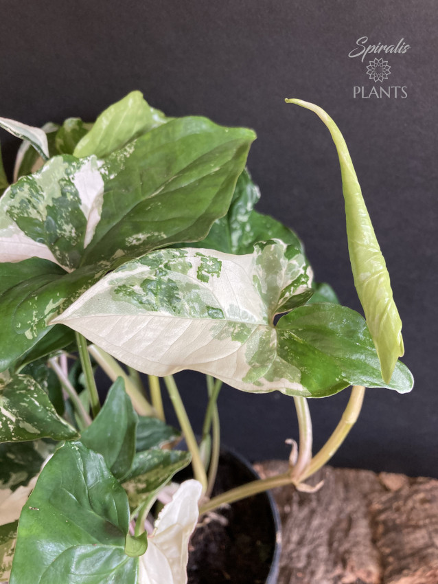 Syngonium podophyllum Albo Variegata white variegated aroid house plant rare climber