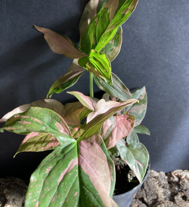 Syngonium podophyllum 'Red Spot' rare aroids tropical house plants