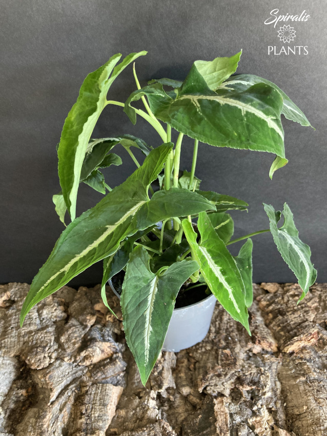 Syngonium wendlandii climbing aroid rare house plants terrarium climber