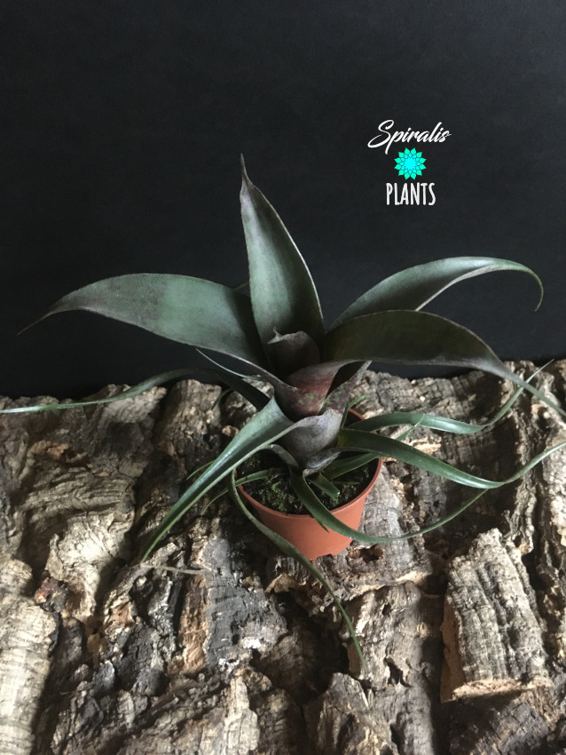 Vriesea saundersii tropical bromeliad terrarium baby plant