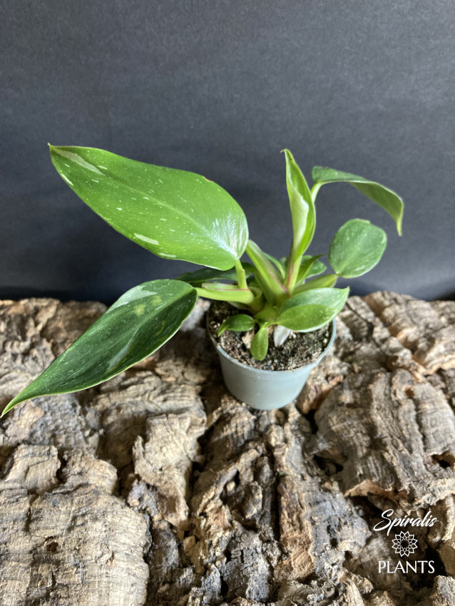 White Princess variegated aroid baby plants